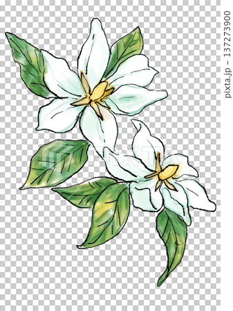 咲き誇る香るクチナシの花の手描きの線画と水彩イラスト 咲き誇る香るクチナシの花の手描きの線画と水彩イラスト 137273900