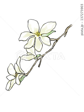 咲き誇るコブシの花の手描きの線画と水彩イラスト 137273903