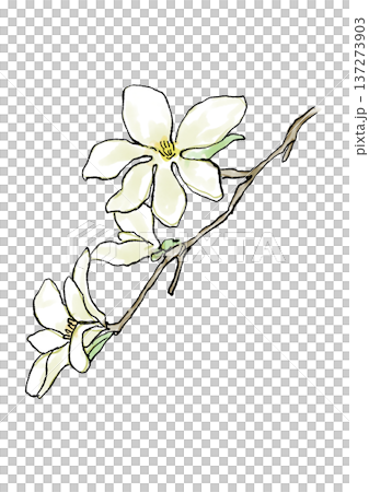 咲き誇るコブシの花の手描きの線画と水彩イラスト 咲き誇るコブシの花の手描きの線画と水彩イラスト 137273903