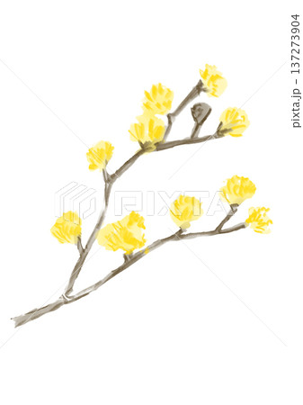 咲き誇るサンシュユの花の手描きの水彩イラスト 137273904