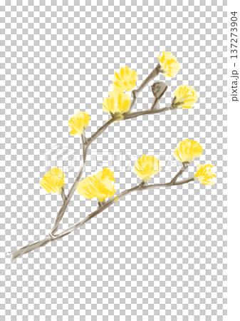 咲き誇るサンシュユの花の手描きの水彩イラスト 137273904