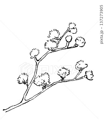 咲き誇るサンシュユの花の手描きの線画イラスト 咲き誇るサンシュユの花の手描きの線画イラスト 137273905