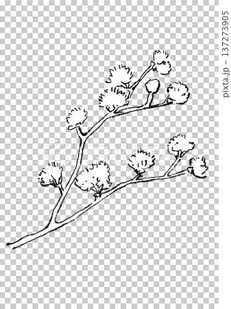 咲き誇るサンシュユの花の手描きの線画イラスト 咲き誇るサンシュユの花の手描きの線画イラスト 137273905