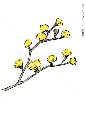 咲き誇るサンシュユの花の手描きの線画と水彩イラスト 咲き誇るサンシュユの花の手描きの線画と水彩イラスト 137273906