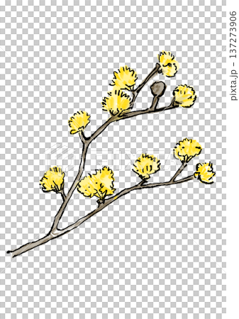 咲き誇るサンシュユの花の手描きの線画と水彩イラスト 咲き誇るサンシュユの花の手描きの線画と水彩イラスト 137273906