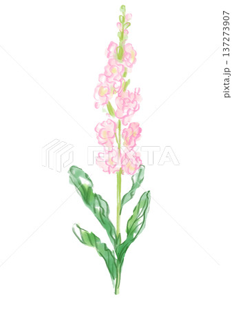 咲き誇る八重咲きのストックの花の手描きの水彩イラスト 137273907
