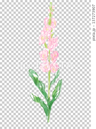 手繪水彩插圖，描繪了一朵盛開的重瓣紫羅蘭花 137273907