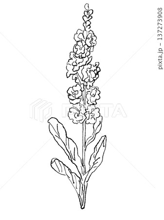 咲き誇る八重咲きのストックの花の手描きの線画イラスト 137273908