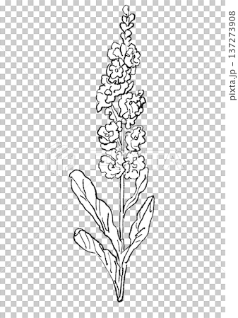 咲き誇る八重咲きのストックの花の手描きの線画イラスト 137273908