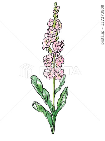 咲き誇る八重咲きのストックの花の手描きの線画と水彩イラスト 137273909
