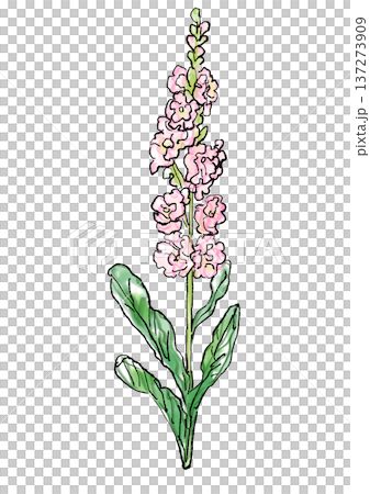 咲き誇る八重咲きのストックの花の手描きの線画と水彩イラスト 137273909
