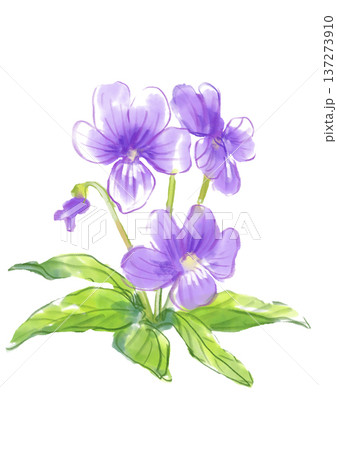 咲き誇るスミレの花の手描きの水彩イラスト 咲き誇るスミレの花の手描きの水彩イラスト 137273910