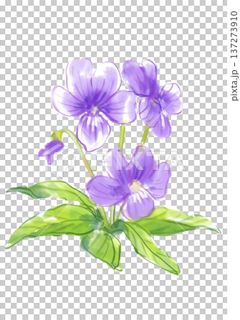 咲き誇るスミレの花の手描きの水彩イラスト 咲き誇るスミレの花の手描きの水彩イラスト 137273910