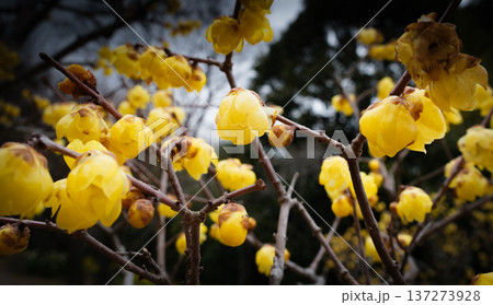 神戸須磨離宮公園の蝋梅 137273928