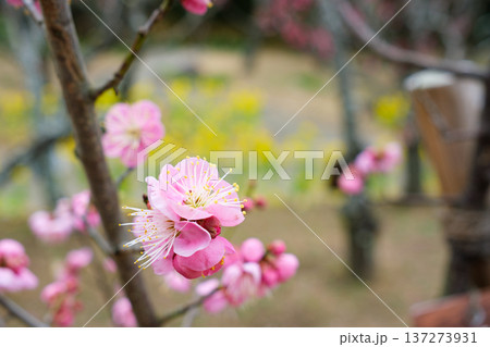 神戸・須磨離宮公園の梅林に咲く菜の花と紅梅の散歩道 神戸・須磨離宮公園の梅林に咲く菜の花と紅梅の散歩道 137273931