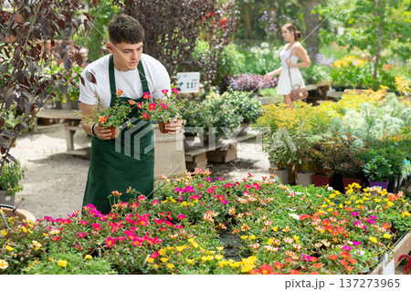 Floriculturist arranging pots with blooming portulaca on flower display Floriculturist arranging pots with blooming portulaca on flower display 137273965