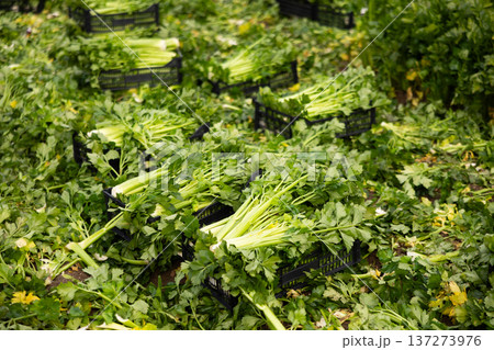 Crates full of celery on vegetable field. Celery harvesting Crates full of celery on vegetable field. Celery harvesting 137273976