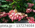 July 4 2025 Pink Blossoms on a Lush Green Shrub in Sunlight 137274084