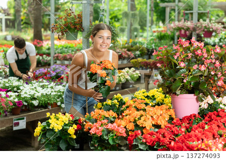 Girl choosing blooming potted begonia x hiemalis in garden store 137274093