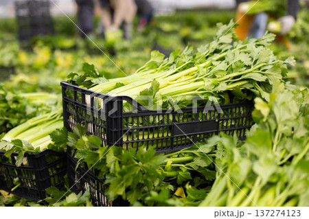 Plastic box filled with freshly picked celery on field plantation 137274123