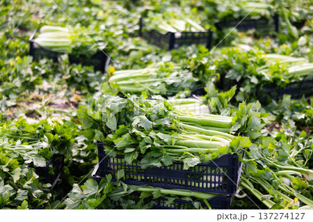 Celery harvest in a horse in the field 137274127