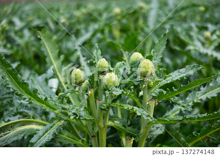 Fresh green artichokes grow in field Fresh green artichokes grow in field 137274148