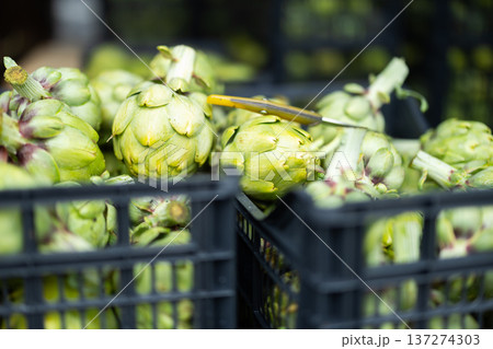 Harvested artichoke crop in container close up 137274303