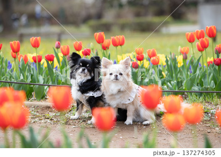 チューリップの花畑とチワワの春写真 チューリップの花畑とチワワの春写真 137274305