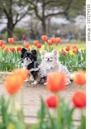 チューリップの花とチワワの春写真 チューリップの花とチワワの春写真 137274310