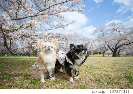 満開の桜と2匹のチワワの春風景 満開の桜と2匹のチワワの春風景 137274311