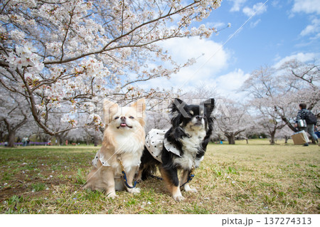桜と青空とチワワの春ポートレート 桜と青空とチワワの春ポートレート 137274313