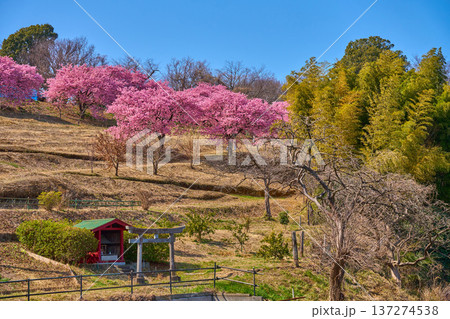 春の河津桜咲く東京都稲城市坂浜の石神神社 137274538