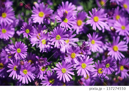 プラキカム　紅紫色の花 137274550