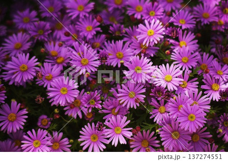プラキカム　紅紫色の花 137274551