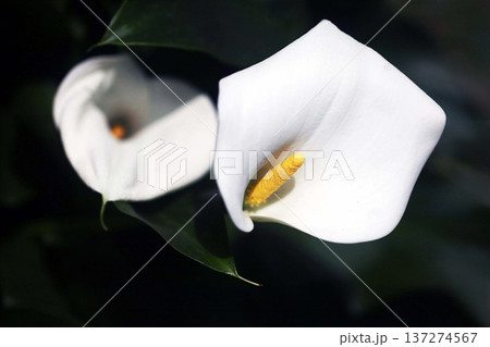 カラーの白い花 カラーの白い花 137274567