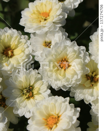八重小菊の花 八重小菊の花 137274706