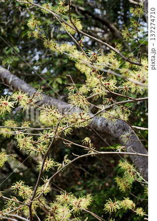 マンサクの花 137274710