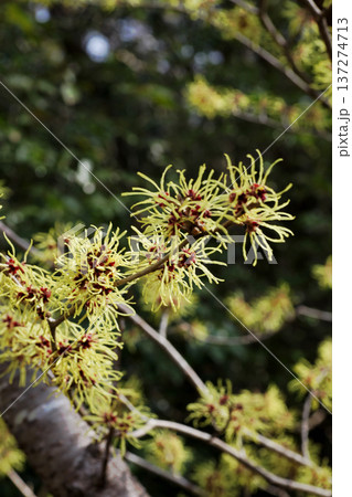 マンサクの花 137274713