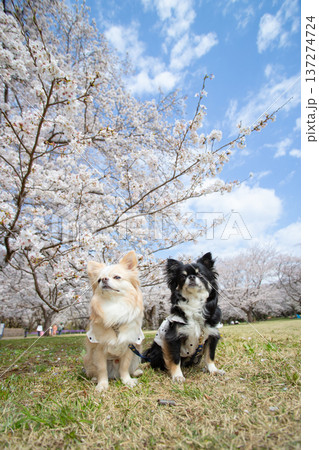 満開の桜と青空と2匹のチワワの春風景 137274724