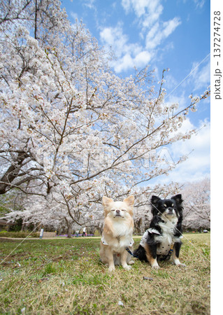 満開の桜と2匹のチワワの春景色 137274728