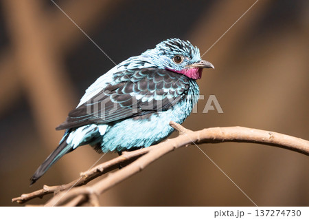 Vibrant spangled cotinga bird perched on branch in lush green rainforest environment closeup 137274730