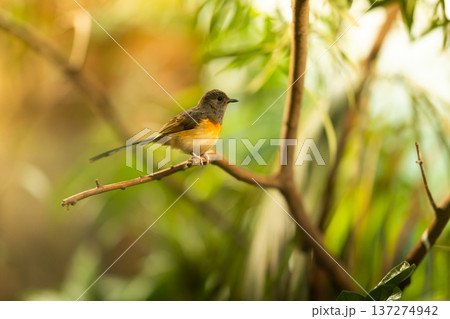 White-rumped shama thrush sitting on branch White-rumped shama thrush sitting on branch 137274942