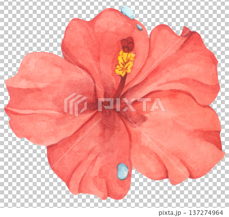 Red Hibiscus Flower with Water Droplets. Watercolor illustration. Red Hibiscus Flower with Water Droplets. Watercolor illustration. 137274964