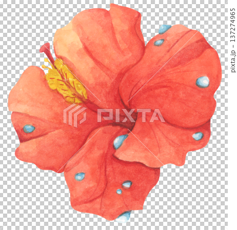 Red Hibiscus Flower with Water Droplets. Watercolor illustration. Red Hibiscus Flower with Water Droplets. Watercolor illustration. 137274965