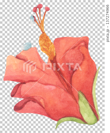 Red Hibiscus Flower with Water Droplets. Watercolor illustration. Red Hibiscus Flower with Water Droplets. Watercolor illustration. 137274966