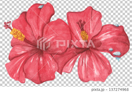 Red Hibiscus Flower with Water Droplets. Watercolor illustration. Red Hibiscus Flower with Water Droplets. Watercolor illustration. 137274968