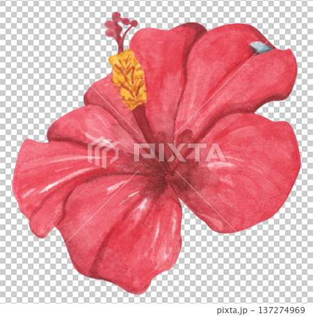 Red Hibiscus Flower with Water Droplets. Watercolor illustration. Red Hibiscus Flower with Water Droplets. Watercolor illustration. 137274969