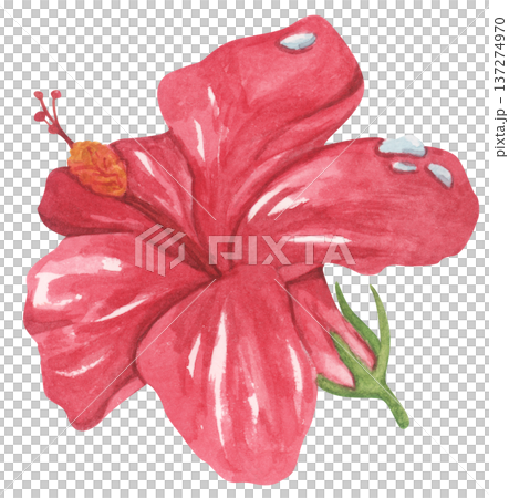 Red Hibiscus Flower with Water Droplets. Watercolor illustration. Red Hibiscus Flower with Water Droplets. Watercolor illustration. 137274970
