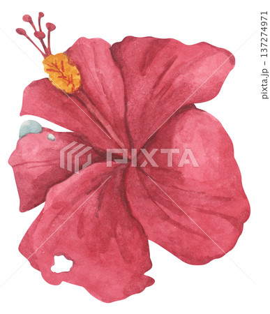Red Hibiscus Flower with Water Droplets. Watercolor illustration. Red Hibiscus Flower with Water Droplets. Watercolor illustration. 137274971