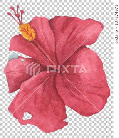 Red Hibiscus Flower with Water Droplets. Watercolor illustration. Red Hibiscus Flower with Water Droplets. Watercolor illustration. 137274971